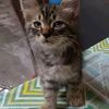 amba7770gmail.com