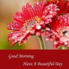 noor.fatima7529
