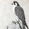 (( قيصر الجنوب ))