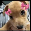 lulu_silva339