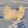 olenkagj
