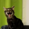 bubi.das.schlitzo