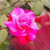 rafat.ahmed1