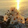 saif_hamza45678