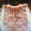 crankycat17
