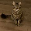 kitttyymuncher