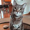 olliethecat45