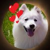 Lovely_Pets