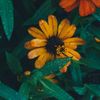 fatma_axmed