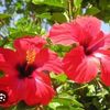 hlahlawai3963