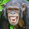 chimpanzenotiktok