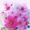 shyaealmhmdawi