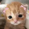 luvxs.lmev