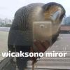 nguaworexd