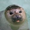 seal_appreciator