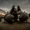 g0ttuk