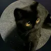 murmeltje1