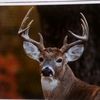 texas_whitetail