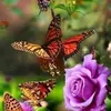 yaqub.ratha