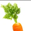 carrot0240