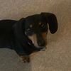hugo19841161
