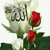 user8005511745223