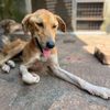 Matale Animal Rescue