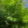yvana_0874
