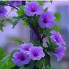 ram.kumar.limbu37