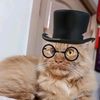 mycatoyenbulusvlog
