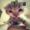 asjshsgsf