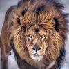talha