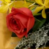son.nguyen7681