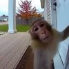 security.footage.d
