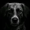 mias_petlife