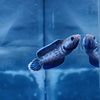 vikzzsnakehead1