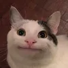random_boi011