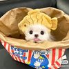 cute.pets288