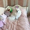 mydogchelsi