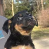 dogcomunityl