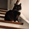 smolkitofree
