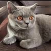 alifia9304