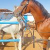 SALEH🐎
