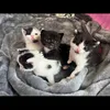these.nutts1