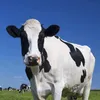 mleczna_krufka1