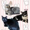 candthecats