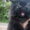 kaimookmeaww