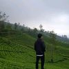 dimas.darmono2