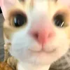 shairahems