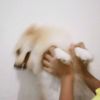 __samoyed